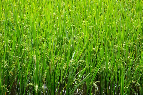 Belo campo de arroz verde - fundo — Fotografia de Stock