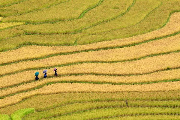 Vietnam 'da teraslı pirinç tarlaları