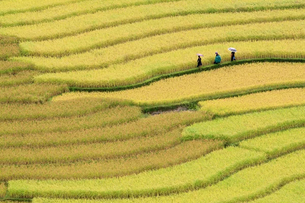 Reisterrassenfelder in Vietnam Stockbild