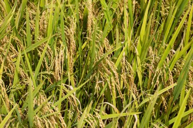 Altın pirinç tarlaları Vietnam bir parçası
