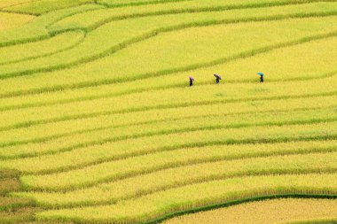 Vietnam 'da teraslı pirinç tarlaları