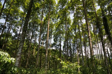 Cucphuong Milli Parkı Ninhbinh, Vietnam