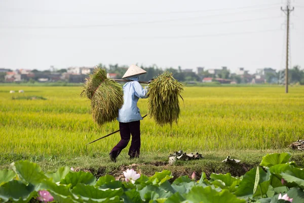Bir grup kimliği belirsiz çiftçilerin pirinç hasat