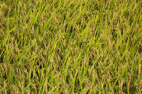 A part of gold rice fields in Vietnam — Stock Photo, Image