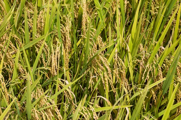 A part of gold rice fields in Vietnam — Stock Photo, Image