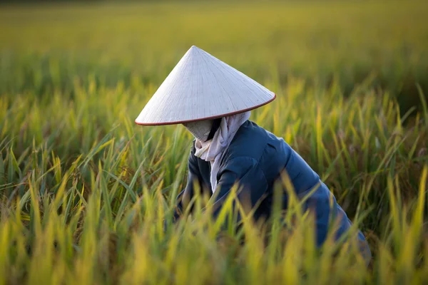 A group of unidentified farmers are harvesting rice — Stock Photo, Image
