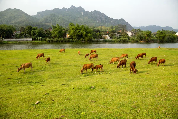 Коровы едят траву на поле. — стоковое фото