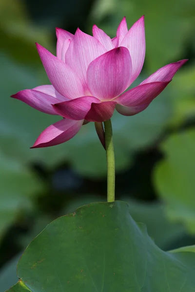 Mooie lotusbloemen in Vietnam — Stockfoto