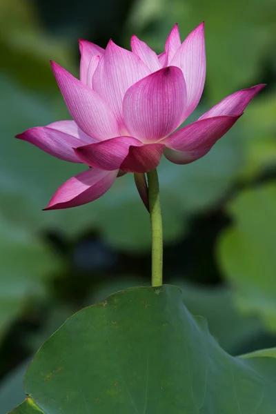 Schöne Lotusblumen in Vietnam — Stockfoto