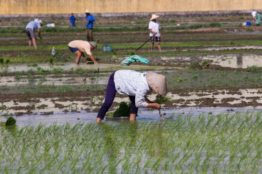 Kimliği belirsiz çiftçilerin pirinç Vietnam dikim