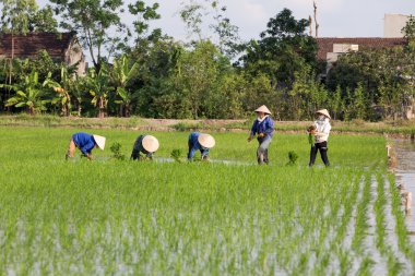 Kimliği belirsiz çiftçilerin pirinç Vietnam dikim