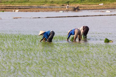 Kimliği belirsiz çiftçilerin pirinç Vietnam dikim