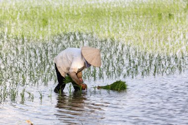 Kimliği belirsiz çiftçilerin pirinç Vietnam dikim