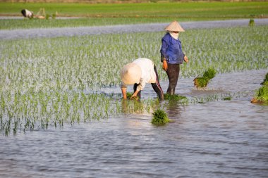 Kimliği belirsiz çiftçilerin pirinç Vietnam dikim