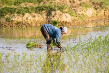 Kimliği belirsiz çiftçilerin pirinç Vietnam dikim