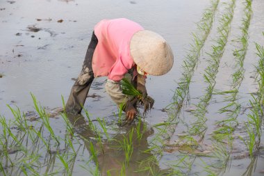 Kimliği belirsiz çiftçilerin pirinç Vietnam dikim