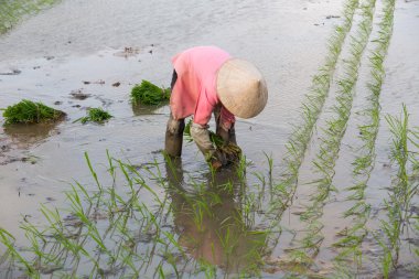 Kimliği belirsiz çiftçilerin pirinç Vietnam dikim