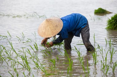 Kimliği belirsiz çiftçilerin pirinç Vietnam dikim
