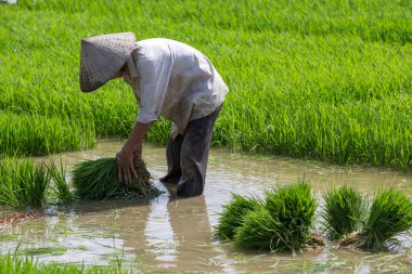 Kimliği belirsiz çiftçilerin pirinç Vietnam dikim