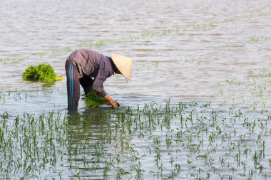 Kimliği belirsiz çiftçilerin pirinç Vietnam dikim