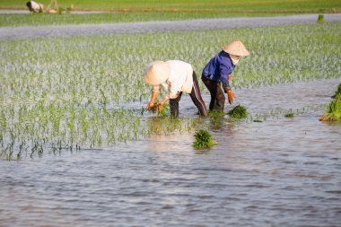 Kimliği belirsiz çiftçilerin pirinç Vietnam dikim