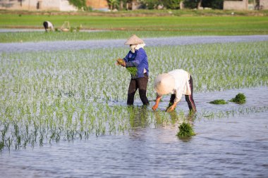 Kimliği belirsiz çiftçilerin pirinç Vietnam dikim