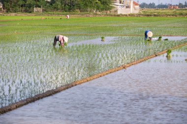 Kimliği belirsiz çiftçilerin pirinç Vietnam dikim