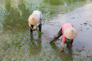 Kimliği belirsiz çiftçilerin pirinç Vietnam dikim