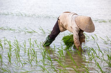 Kimliği belirsiz çiftçilerin pirinç Vietnam dikim