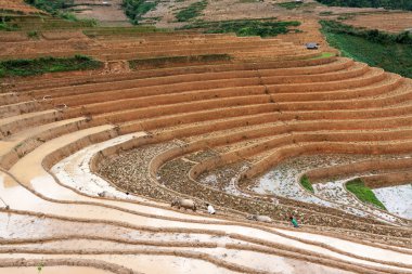 Vietnam 'da teraslı pirinç tarlaları