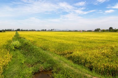 Altın pirinç tarlaları Vietnam bir parçası