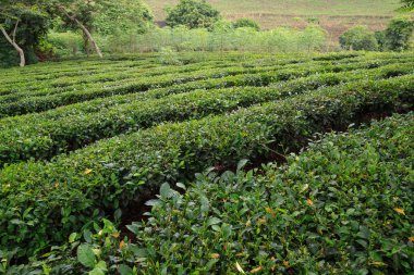 Yeşil çay alanları Vietnam