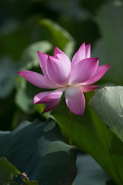 Schöne Lotusblumen in Vietnam — Stockfoto