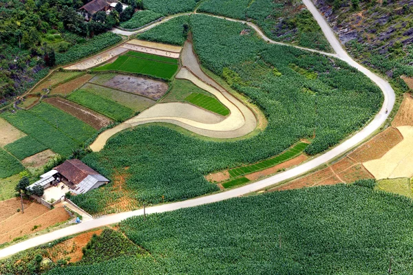 Vietnam 'da teraslı pirinç tarlaları