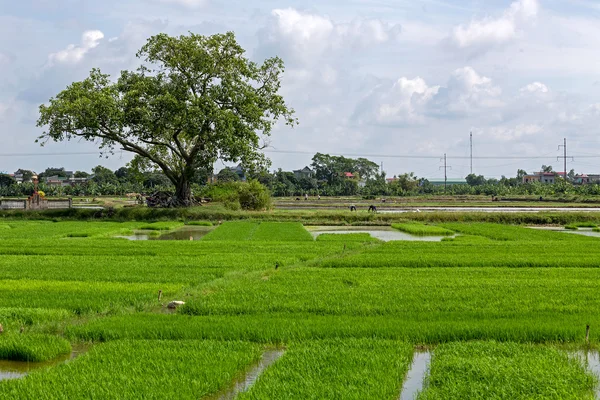 Piękny zielony ryżu pola - tło — Zdjęcie stockowe