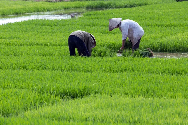 Kimliği belirsiz çiftçilerin pirinç Vietnam dikim