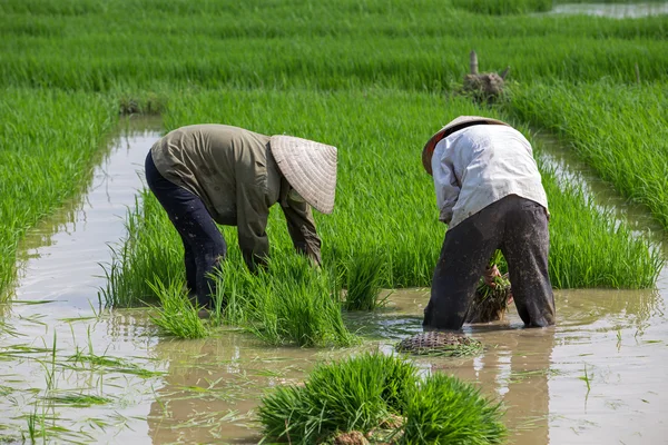 Kimliği belirsiz çiftçilerin pirinç Vietnam dikim