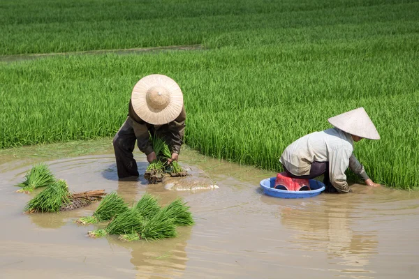 Kimliği belirsiz çiftçilerin pirinç Vietnam dikim