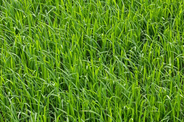 Belo campo de arroz verde - fundo — Fotografia de Stock