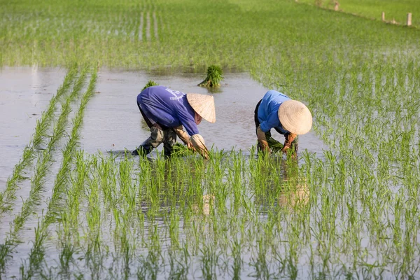 Kimliği belirsiz çiftçilerin pirinç Vietnam dikim