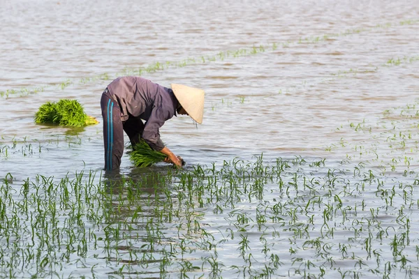Kimliği belirsiz çiftçilerin pirinç Vietnam dikim