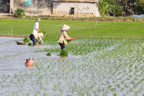 Kimliği belirsiz çiftçilerin pirinç Vietnam dikim