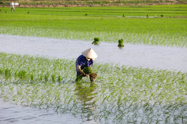 Kimliği belirsiz çiftçilerin pirinç Vietnam dikim