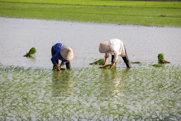 Kimliği belirsiz çiftçilerin pirinç Vietnam dikim