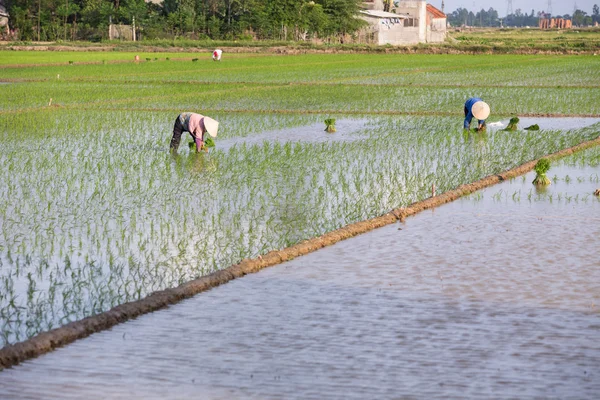 Niezidentyfikowane rolników sadzenia ryżu w Wietnamie — Zdjęcie stockowe