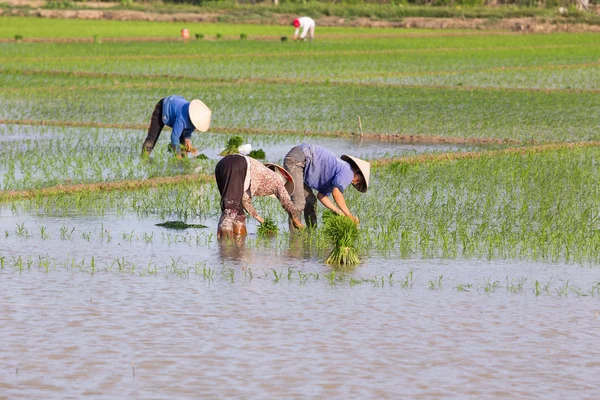 Kimliği belirsiz çiftçilerin pirinç Vietnam dikim
