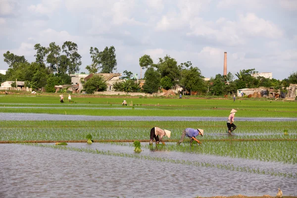 Niezidentyfikowane rolników sadzenia ryżu w Wietnamie — Zdjęcie stockowe