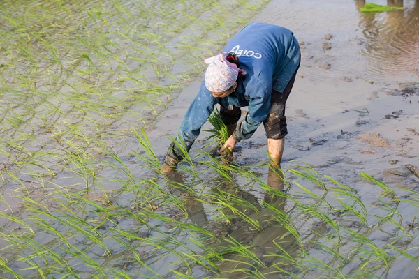 Kimliği belirsiz çiftçilerin pirinç Vietnam dikim