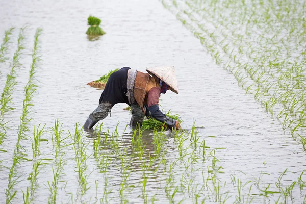 Kimliği belirsiz çiftçilerin pirinç Vietnam dikim