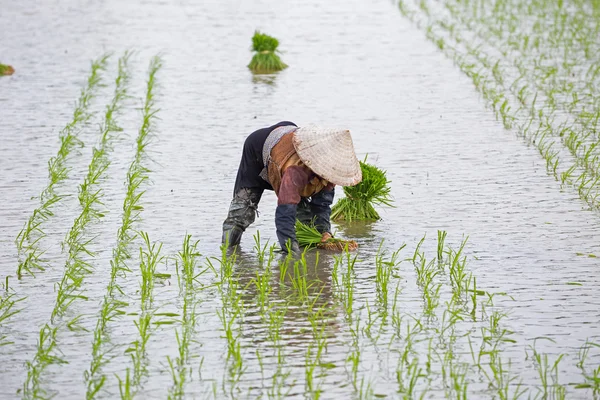 Kimliği belirsiz çiftçilerin pirinç Vietnam dikim